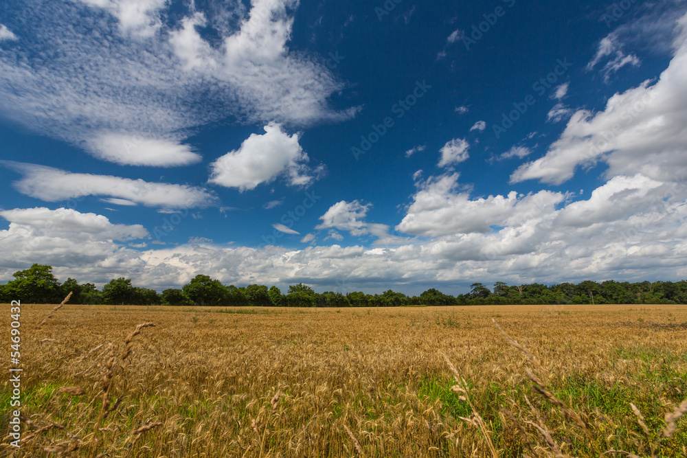 golden field of wheat before a storm