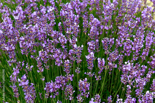 Lavendel in der Provence photo