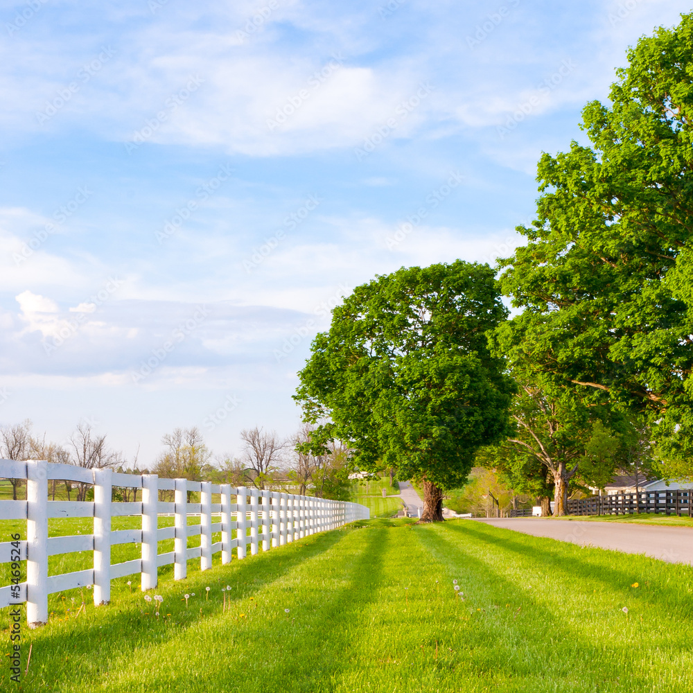 Naklejka premium Country road surrounded the horse farms
