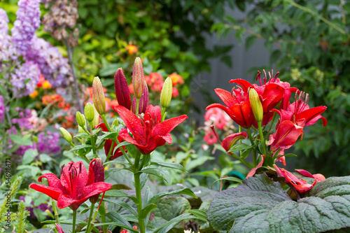 Fototapeta Naklejka Na Ścianę i Meble -  red lily flowers in the garden