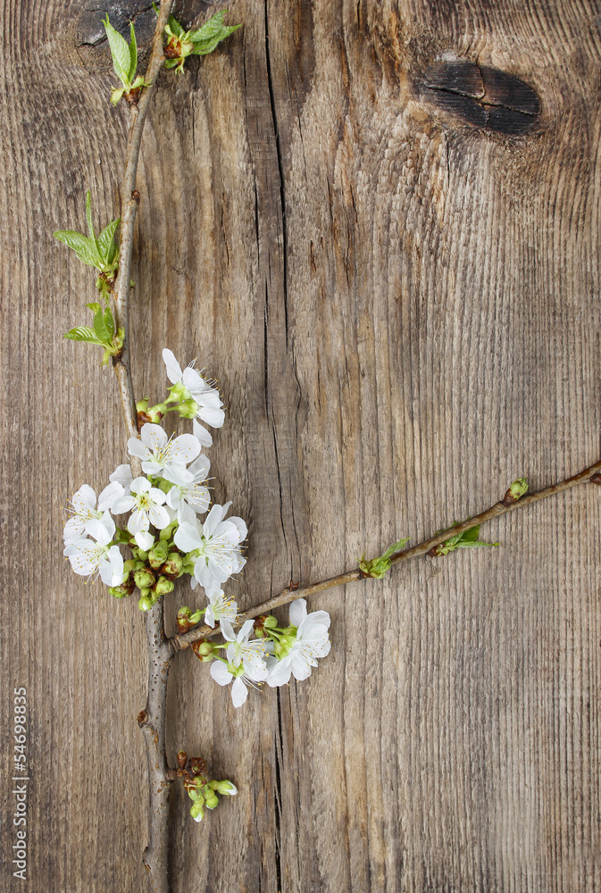 Apple blossom on wooden background. Copy space. Apple blossom on wooden background. Copy space.