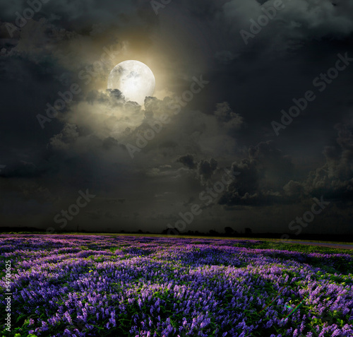 Obraz na plátně Lavender field in the moonlight