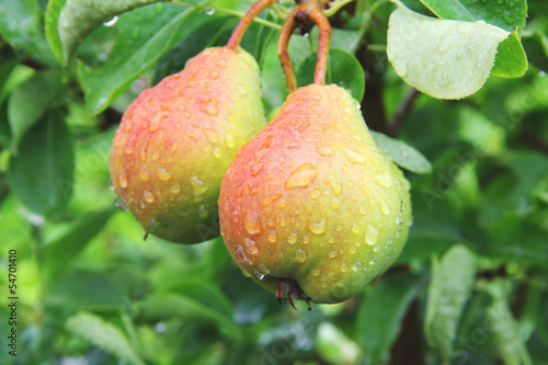 Pears on the tree in the rain drops
