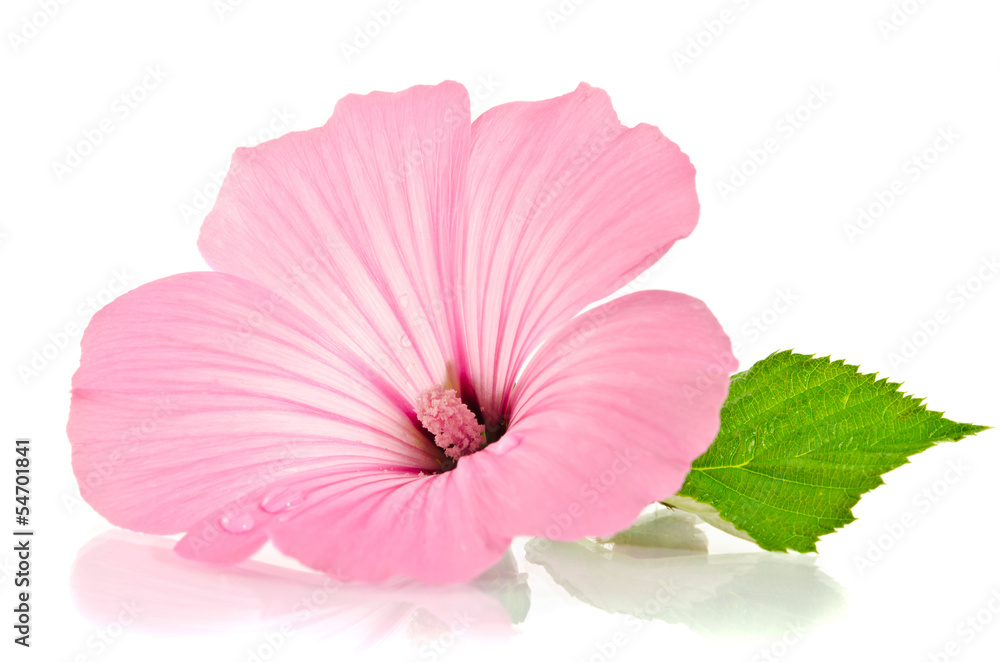 Fototapeta premium Pink malva. Mallows