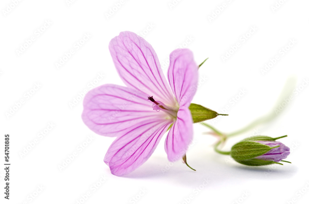 Beautiful purple flower isolated on white