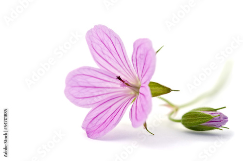 Beautiful purple flower isolated on white © Soyka