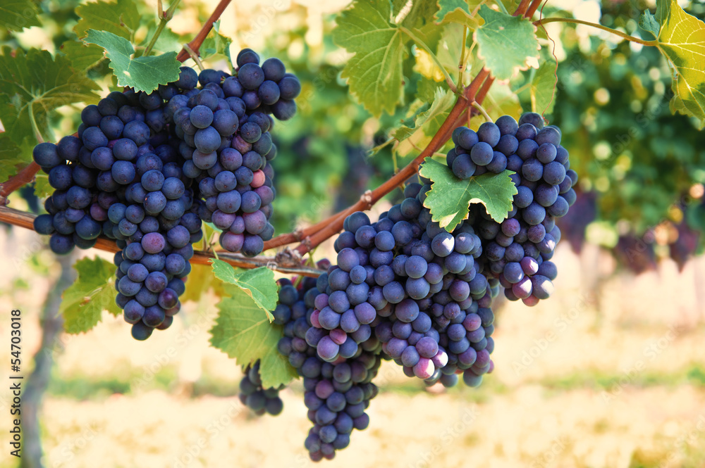 purple red grapes with green leaves on the vine