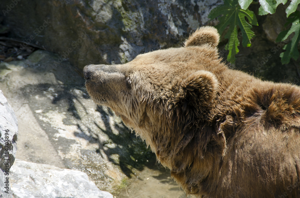 Fototapeta premium brown bear