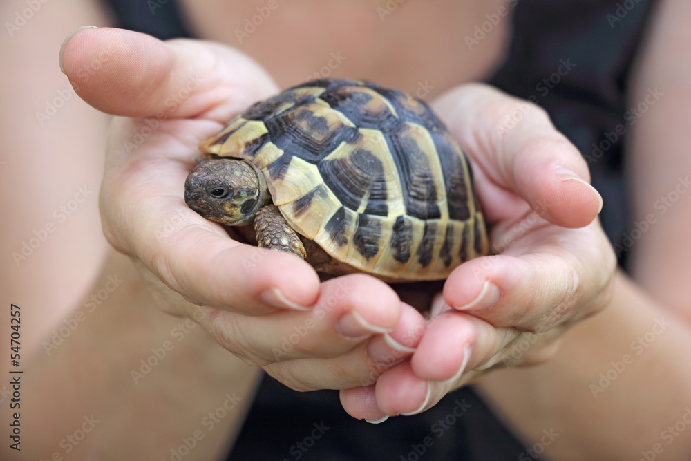 Small turtles, pet in the hands of girls Small turtles, pet in the hands of girls