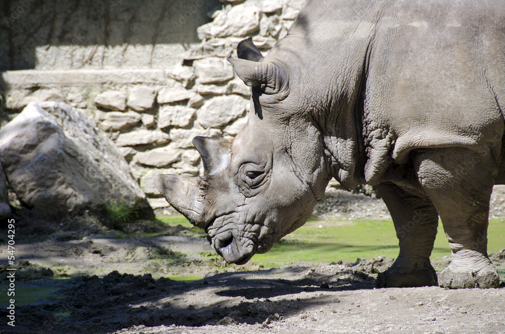Fototapeta premium White rhino