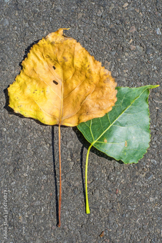 frische und welke Pappelblätter photo