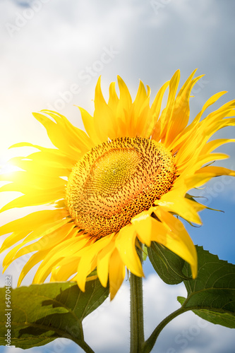 Sunflower background with blue sky
