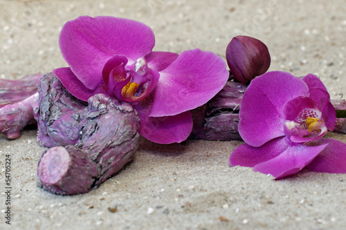 Orchideenblüten im Sand