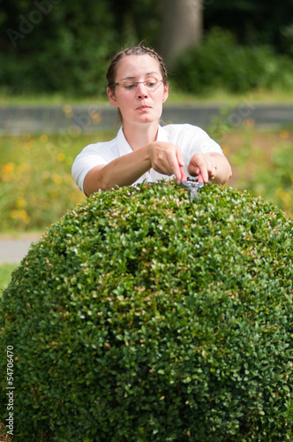 Junge Frau in Business Kleidung beschneidet Buchsbaum photo