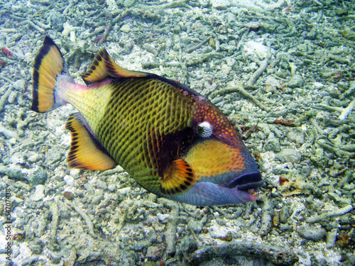Drückerfisch
