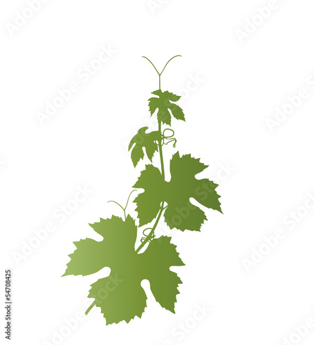 Weinreben