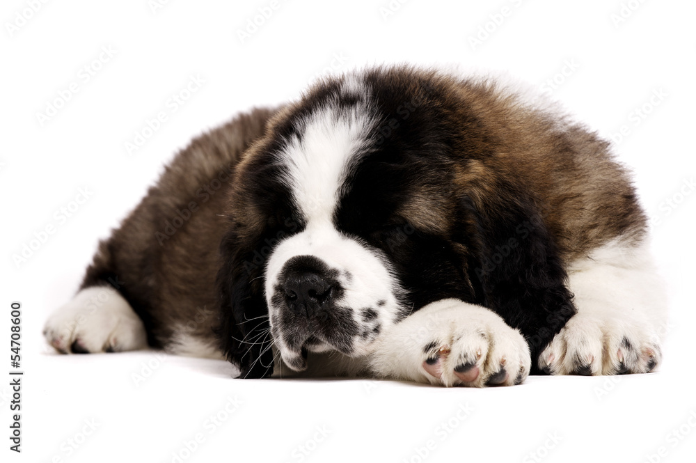 St Bernard puppy isolated on white St Bernard puppy isolated on white