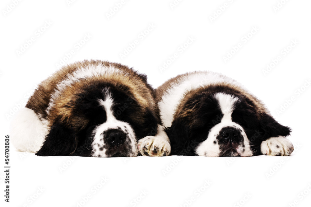 Fototapeta premium St Bernard puppies isolated on white