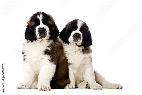 Two St Bernard puppies isolated on white © Paul Cotney