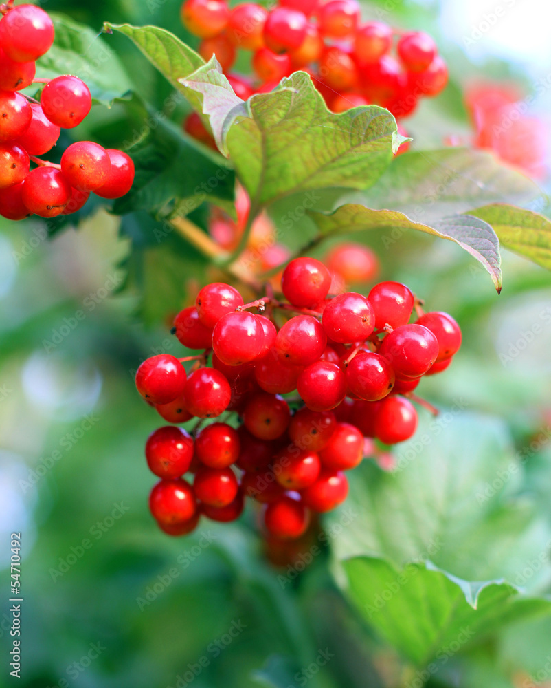Viburnum bunch Viburnum bunch