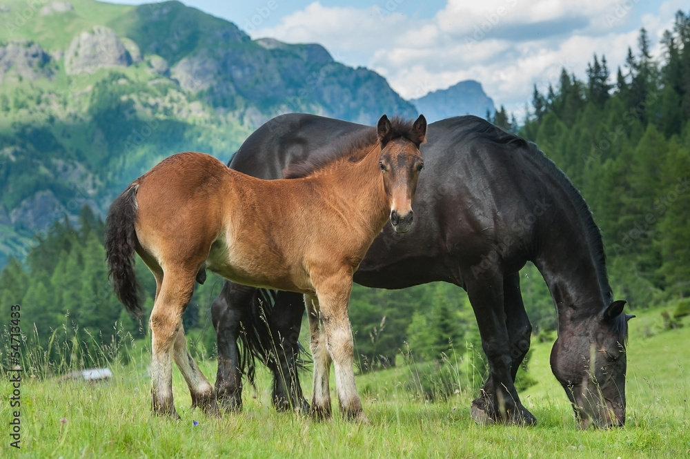 horse with foal