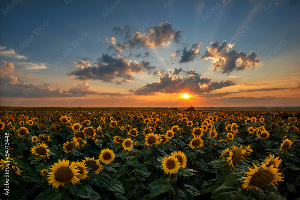 Obraz premium Magnificent sunset over a sunflower field