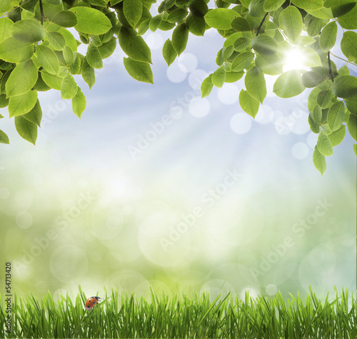 ladybug on grass. spring background