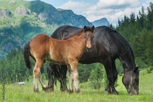 horse with foal © catalineremia