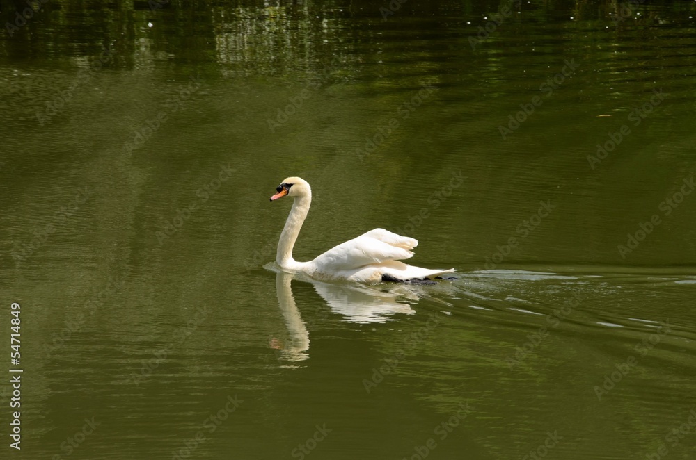 Swan glides through lake water Swan glides through lake water