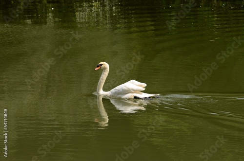 Swan glides through lake water