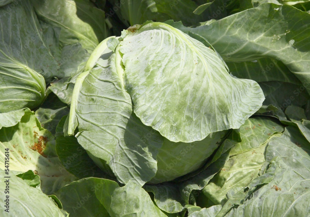 Fototapeta premium early cabbage