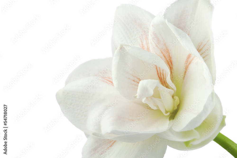 Gentle flower of white and pink amaryllis isolated
