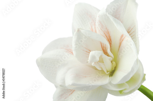 Gentle flower of white and pink amaryllis isolated