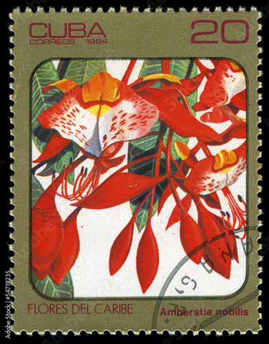 CUBA - CIRCA 1984 shows image of amherstia nobilis photo
