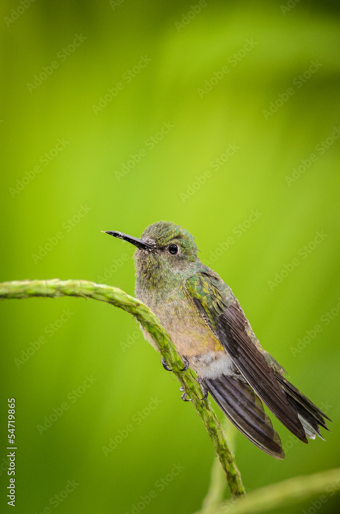 Naklejka premium Hummingbird (Trochilidae)