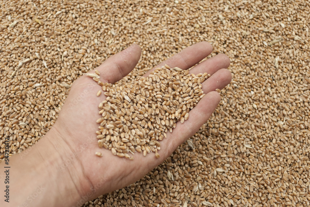 Handful of grains of wheat on the palm Handful of grains of wheat on the palm