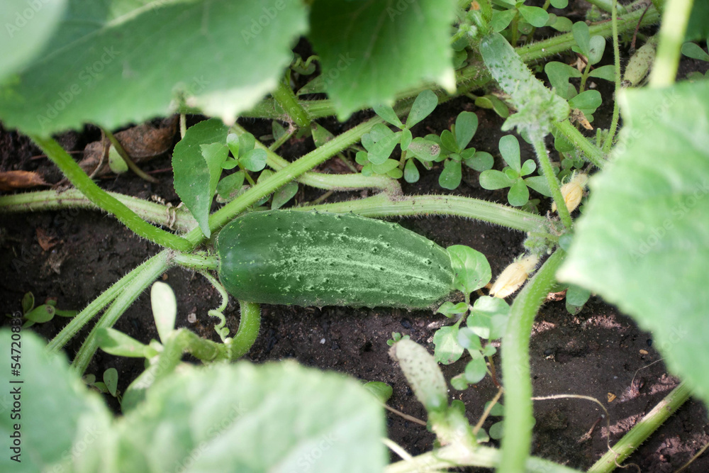 Obraz premium Gherkin in field