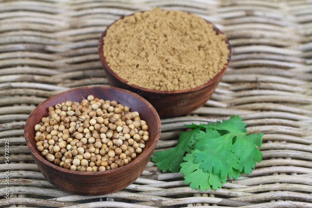 Coriander seeds, coriander powder and fresh coriander on wicker Coriander seeds, coriander powder and fresh coriander on wicker