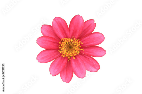 Pink Flower isolated  with clipping path 