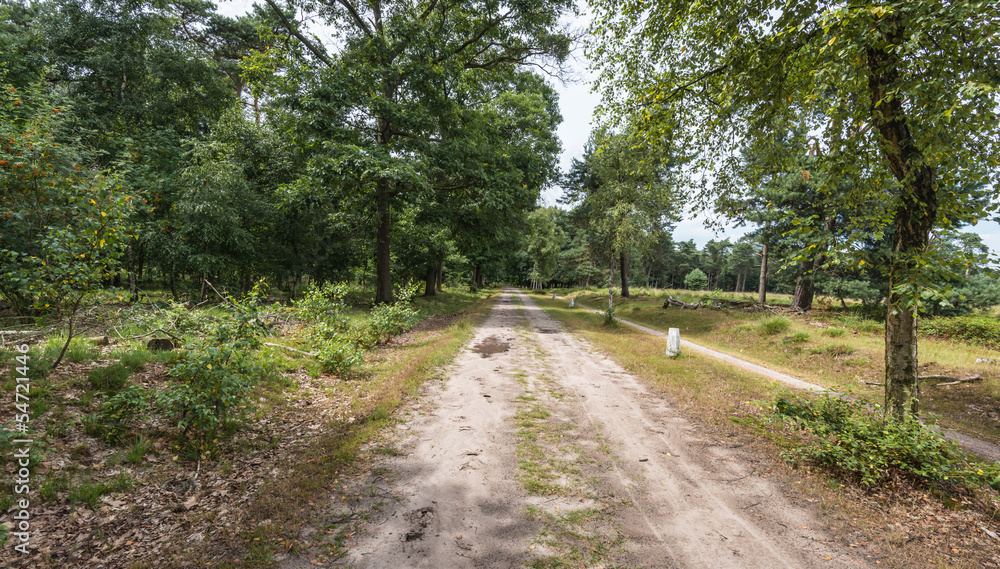 Sandy path in a forest