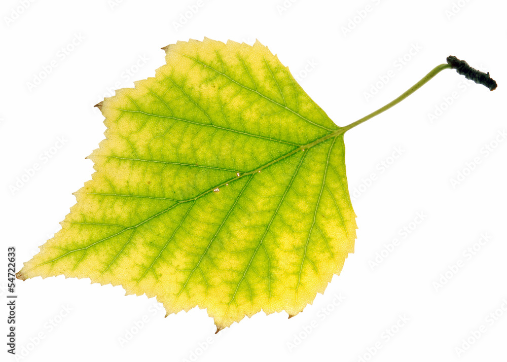 Fototapeta premium birch leaf