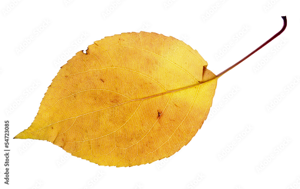 Naklejka premium leaf