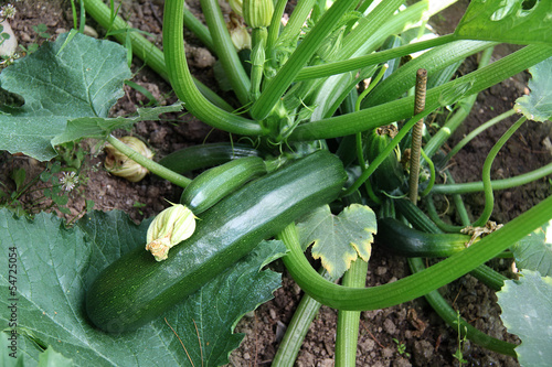 Billede på lærred courgette
