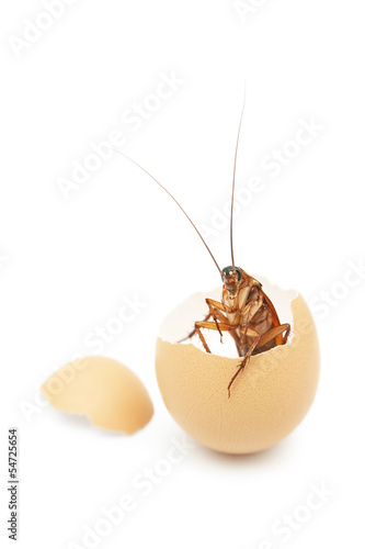 Cockroach was born from egg,cockroach egg hatch