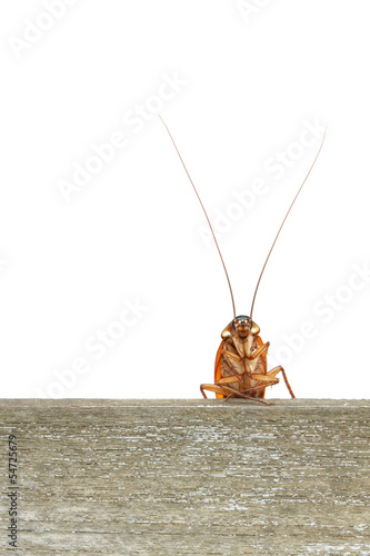 Cockroach climbing on wood plank