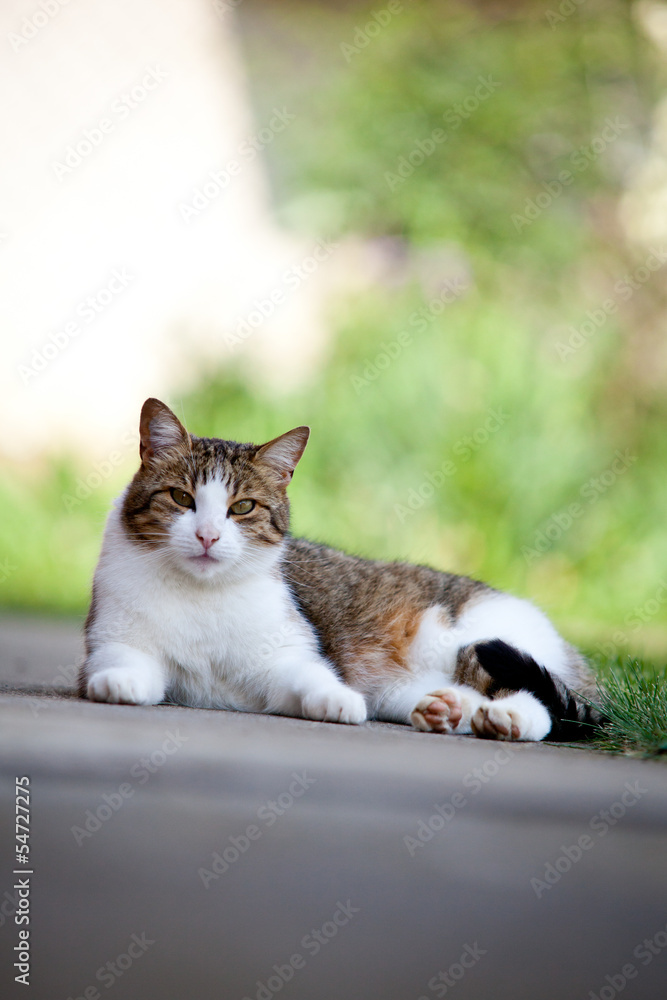 European cat relaxing outdoor
