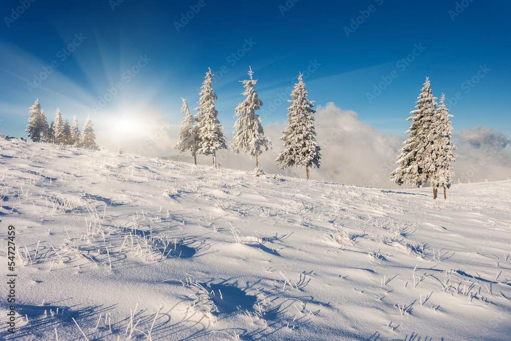 winter winter