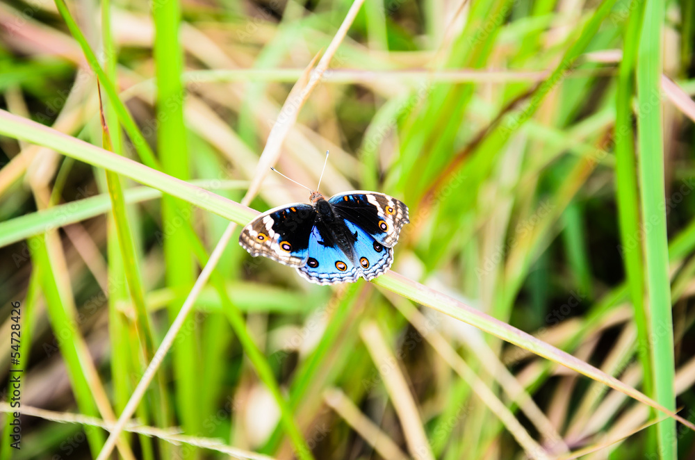 Fototapeta premium butterfly is flying