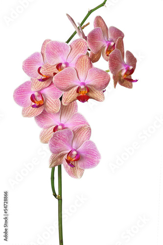 Fototapeta Naklejka Na Ścianę i Meble -  Pink orchid