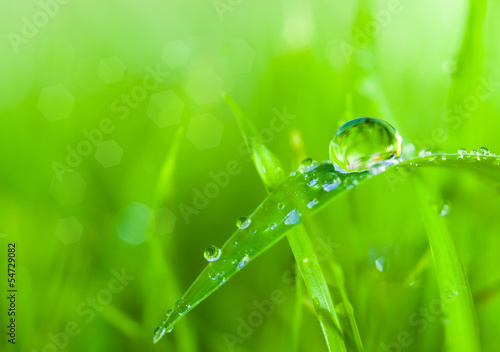 dews on grass